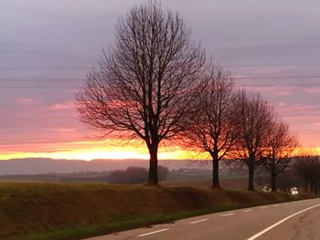 Bare trees on road at sunset