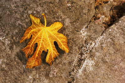 High angle view of yellow leaf on rock