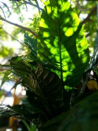 Close-up of green leaves