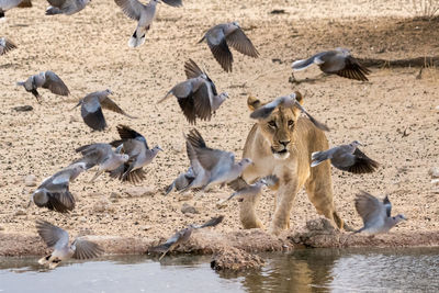 Birds flying around lioness at lake