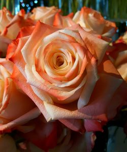 Close-up of roses