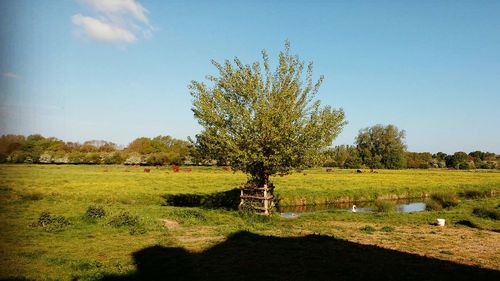 Tree in field against clear sky