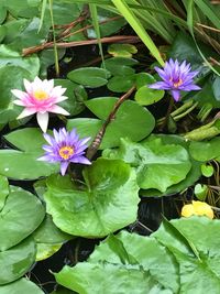 High angle view of flowers blooming outdoors