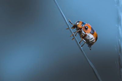 Close up side view of red beetle creeping on grass blade isolated on blue background