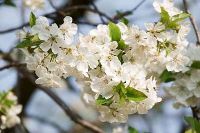 Close-up of white cherry blossoms in spring