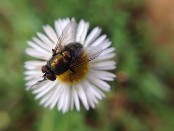 Close-up of bee pollinating flower