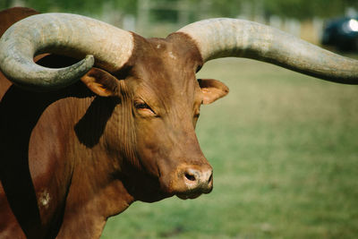 Close-up of horse on field