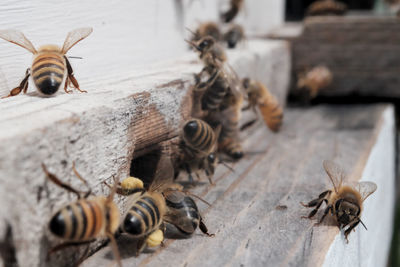 Close-up of bees on wood