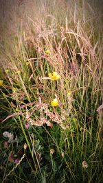 Close-up of plants growing on field