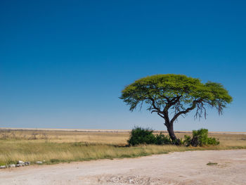 Tree on field against clear blue sky