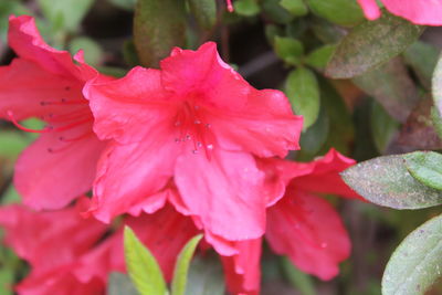 Close-up of wet pink flowers