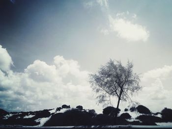 Low angle view of trees against sky