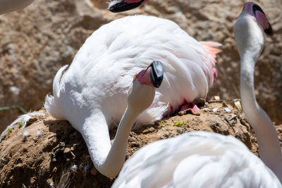 Close-up of white duck