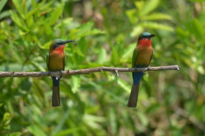 Close-up of bird perching on branch