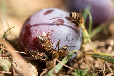 Close-up of insect on fruit