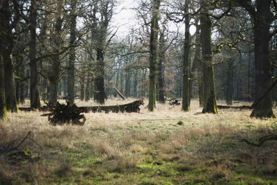Trees in forest