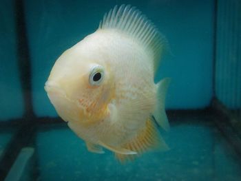 Close-up of fish swimming in aquarium