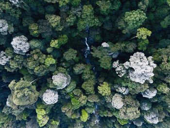 High angle view of fresh plants in water