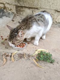 High angle view of a cat eating food