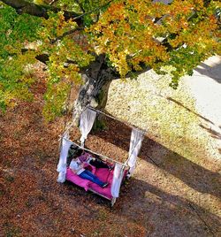 Autumn leaves on tree