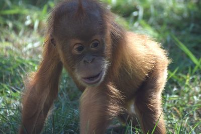 Close-up of monkey on field