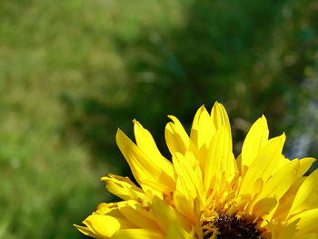 Close-up of yellow flowers