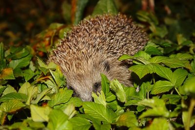 Close-up of lizard on a land