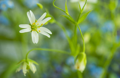 Close-up of white flowering plant