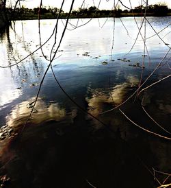 Reflection of trees in water