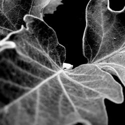 Close-up of leaf against black background