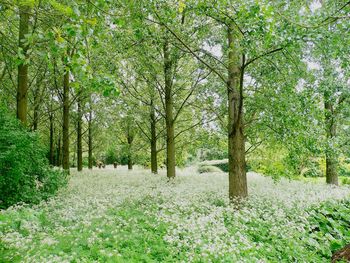 Trees in forest