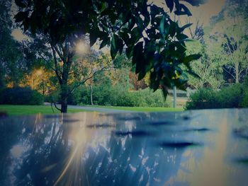 Reflection of trees in water