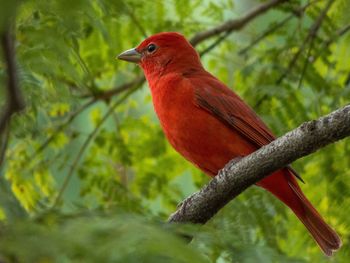Close-up of bird perching on branch