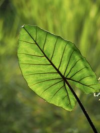 Close-up of leaf