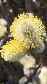 Close-up of yellow flower