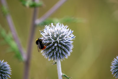 White pompom thistles with a bumblebee very close
