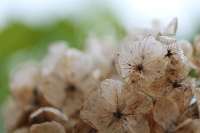 Close-up of wilted plant