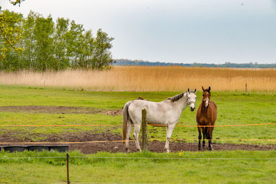 Horses standing in a field