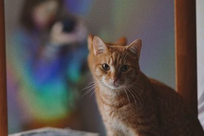 Portrait of tabby cat at home