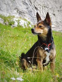 Dog sitting on field
