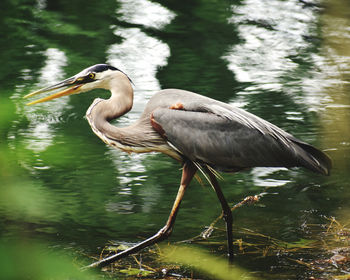 High angle view of gray heron in lake