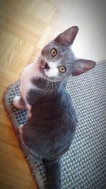 High angle portrait of cat sitting at home