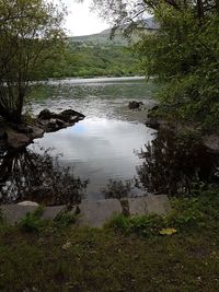 Scenic view of river in forest