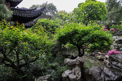 Trees and rocks in temple