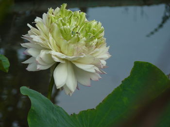 High angle view of flower growing against lake