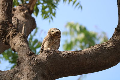 Low angle view of bird perching on tree