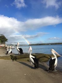 Seagulls on beach