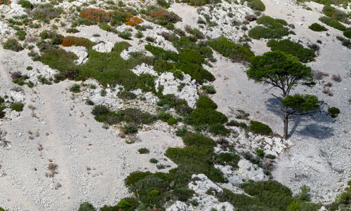 High angle view of moss on tree