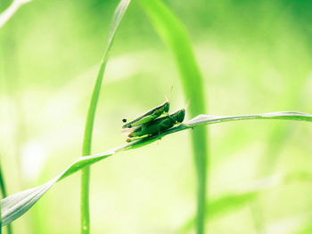 Close-up of grasshopper on plant