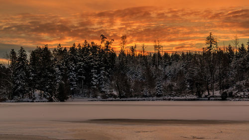 Scenic view of trees against sky during sunset